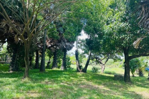 Beautiful Land For Sale in Kampot River Bank Tree