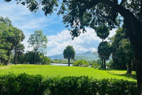 Beautiful Land For Sale in Kampot River Bank tree and grass