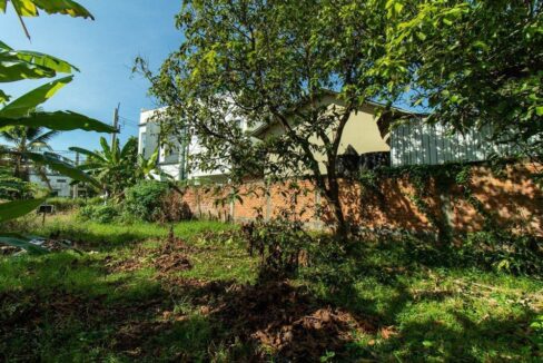 Land For Sale - Svay Dangkum, Siem Reap - Plant in land