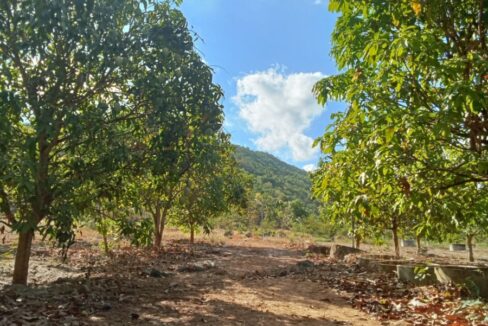 10 Hectares land for sale in Romleach Lake, Kampot Cambodia Big Tree