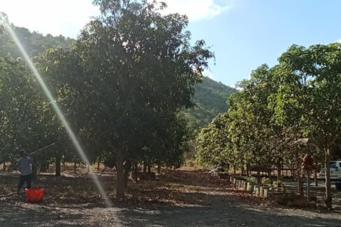 10 Hectares land for sale in Romleach Lake, Kampot Cambodia Mango Tree