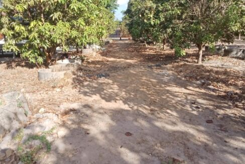 10 Hectares land for sale in Romleach Lake, Kampot Cambodia Tree