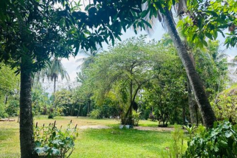 Charming Riverside Cottage House For Sale in Kampot, Cambodia Coconut Tree