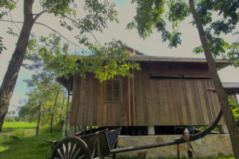 Resort For Sale in Kampot, Cambodia big tree