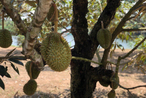 Durian-Land-in-Kampot-River---Urgent-Sale!-Waterfront-Land-for-Sale-in-Kampot-Along-Teuk-Chhu-River