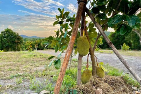 The Secret Garden Kep for Sale Now Tree
