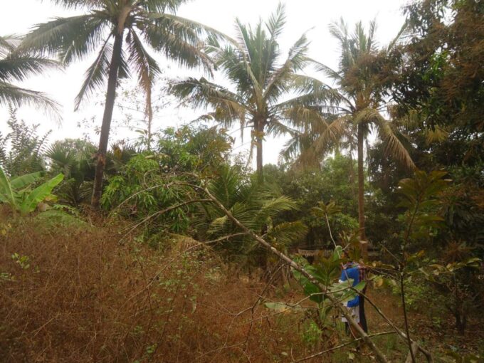 Land In Siem Reap
