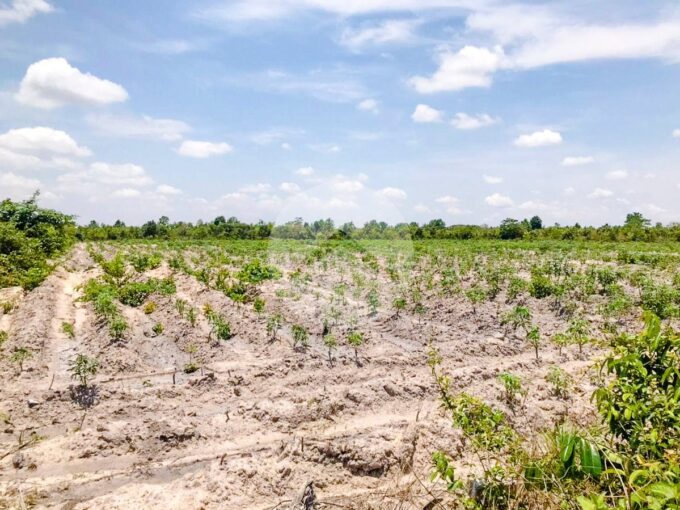 24462 Sqm Agricultural Land For Sale - Banteay Srei