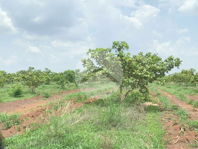 10 Hectare Agricultural Land For Sale - Koh Ke