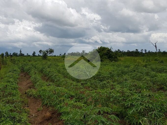 200 Hectare Land For Sale - Svay Leu